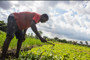 Farmers’ Day falls on December 3 each year