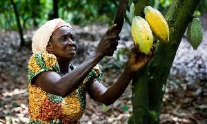 Cocoa farmers to enjoy free healthcare under NDC