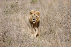 Lion growls attract less fear from wild mammals than human voices