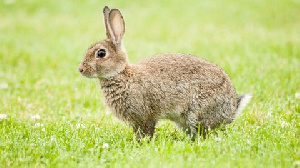 Mr Belifei said he started rabbit farming with five rabbits in 2005