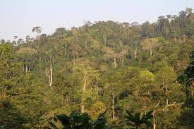 Atewa forest reserve, one of Ghana