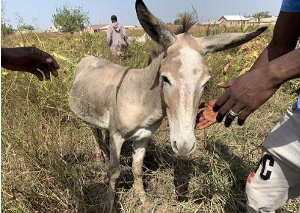 Power the donkey grazes in Walewale. (Danielle Paquette/The Washington Post)