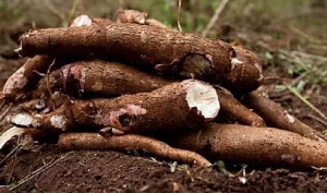 Cassava Production In Ghana 887