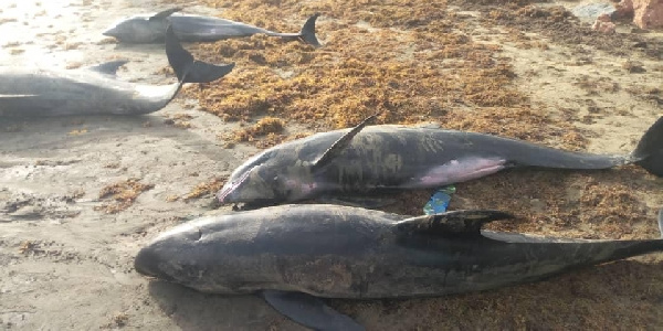 Some of the fishes that were washed ashore