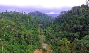 The Atewa Forest is home to several endangered species