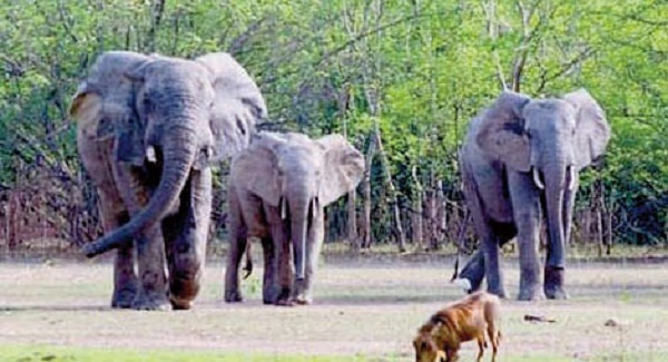 The animals are sometimes seen during the dry season in the Nabdam, Talensi and Bawku West