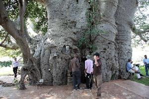 Sunland Baobab, Limpopo, South Africa. Photo credit: Flickr