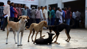 File photo of dogs