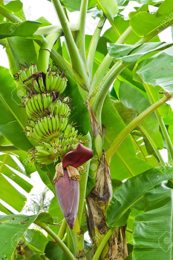 A banana plant