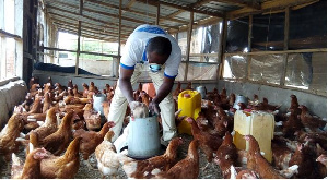 Ignatius Seweh feeding the birds at his poultry farm