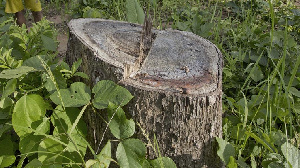 File Photo of a rosewood