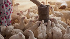 The outbreak has caused a shortage of eggs in Mozambique, including in the capital, Maputo